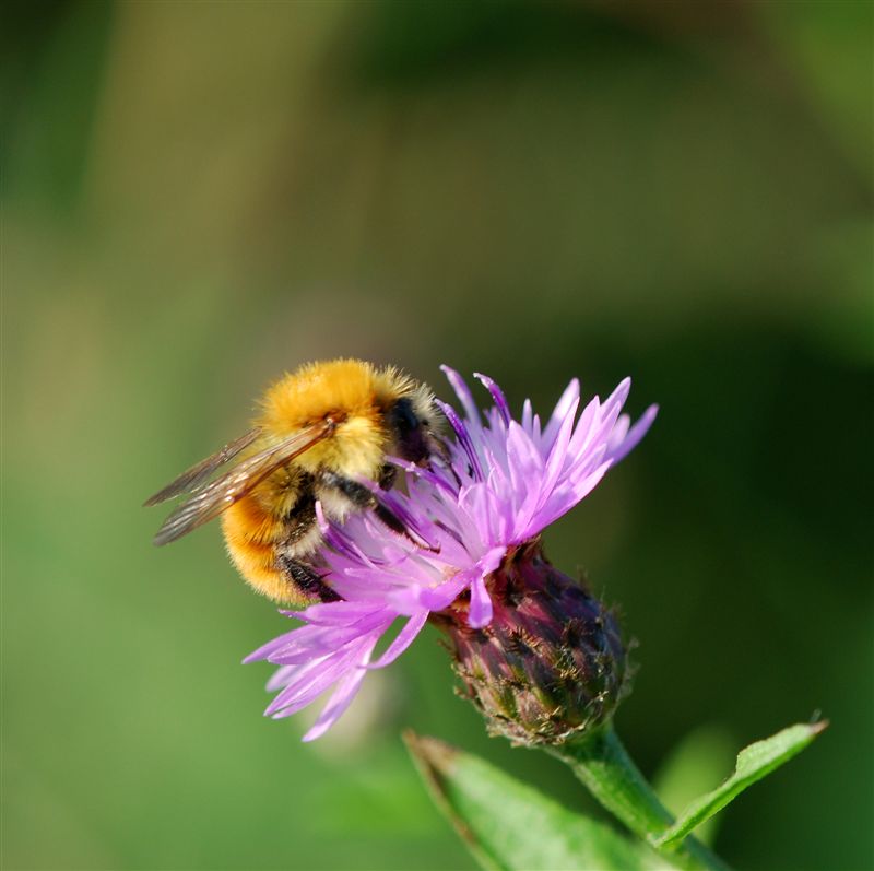 Bombus cfr pascuorum